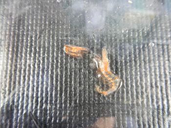 Media type: image;   Invertebrate Zoology 139711